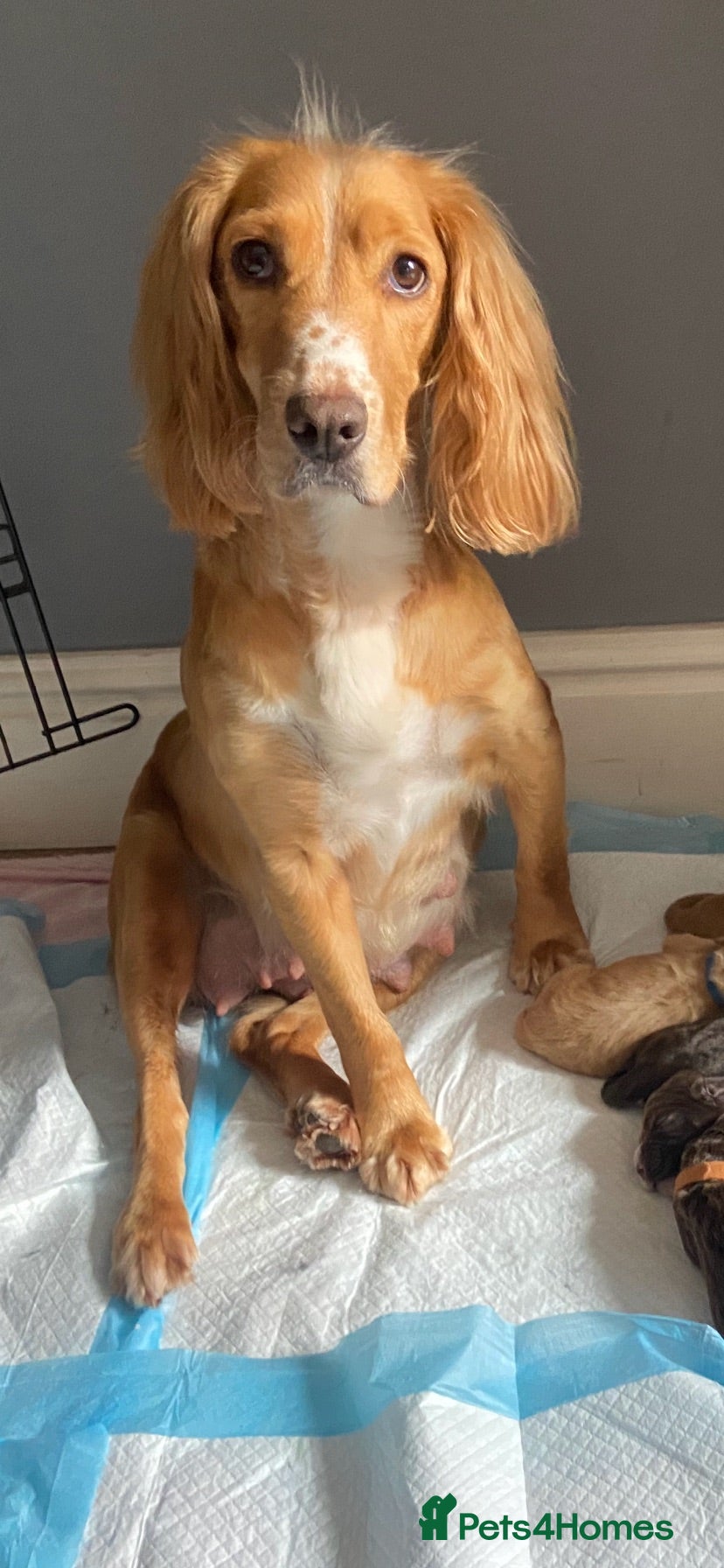 Cocker Spaniel dogs for sale: 🐶Cocker Spanisls🐶 - Advert 1