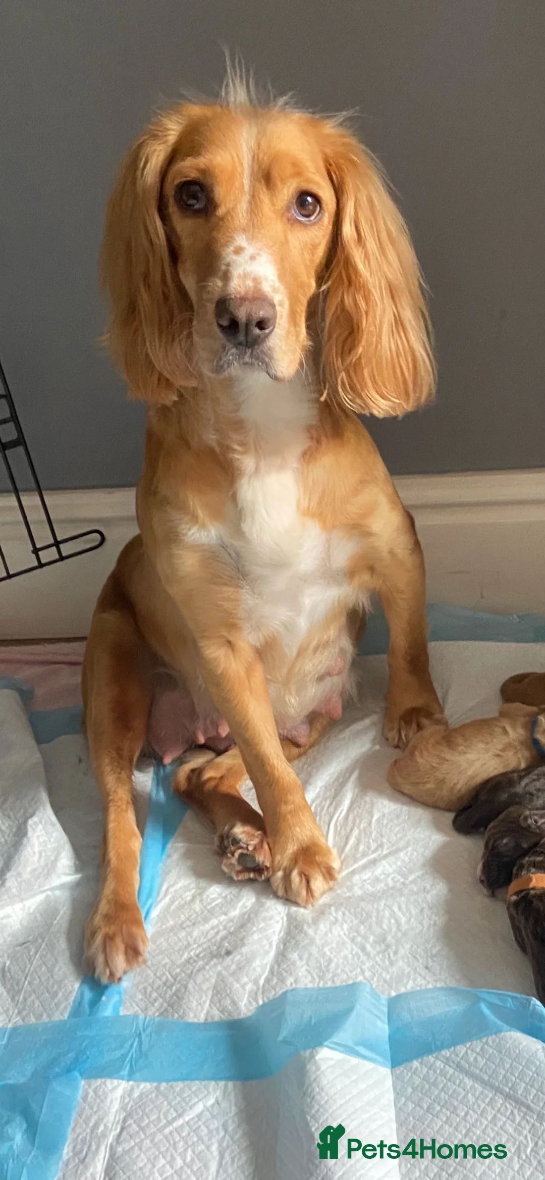 Cocker Spaniel dogs for sale: 🐶Cocker Spanisls🐶 in Oldham - Advert 1