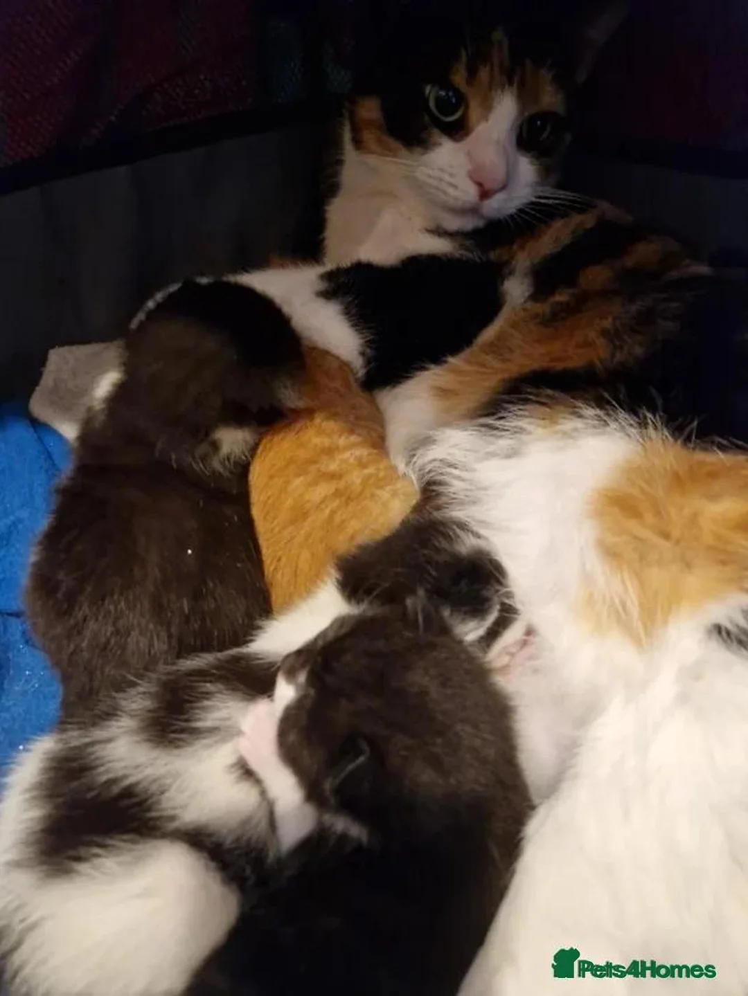 Mixed Breed cats for sale: 2 beautiful little kittens - Advert 2