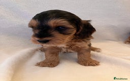 Cockapoo dogs for sale: F1 Cockapoo puppies, KC parents, health tested! - Image 13
