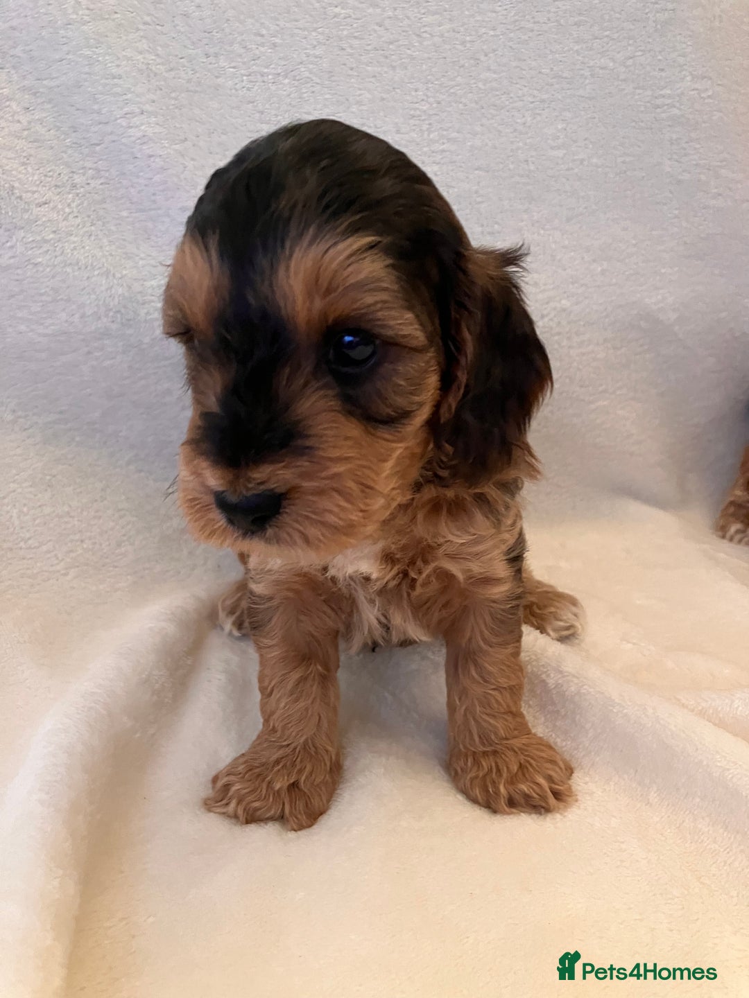 Cockapoo dogs for sale: F1 Cockapoo puppies, KC parents, health tested! - Image 13