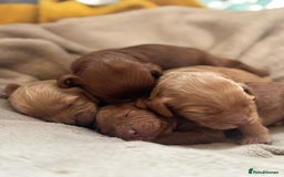 Cockapoo dogs for sale: 2 weeks old cockapoos  - Image 17