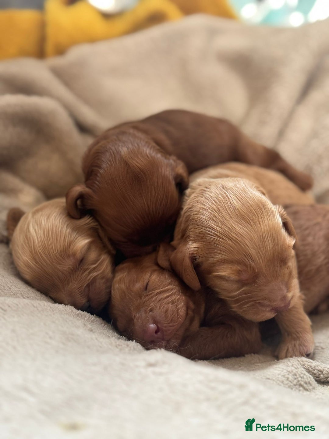 Cockapoo dogs for sale: 2 weeks old cockapoos  - Image 17