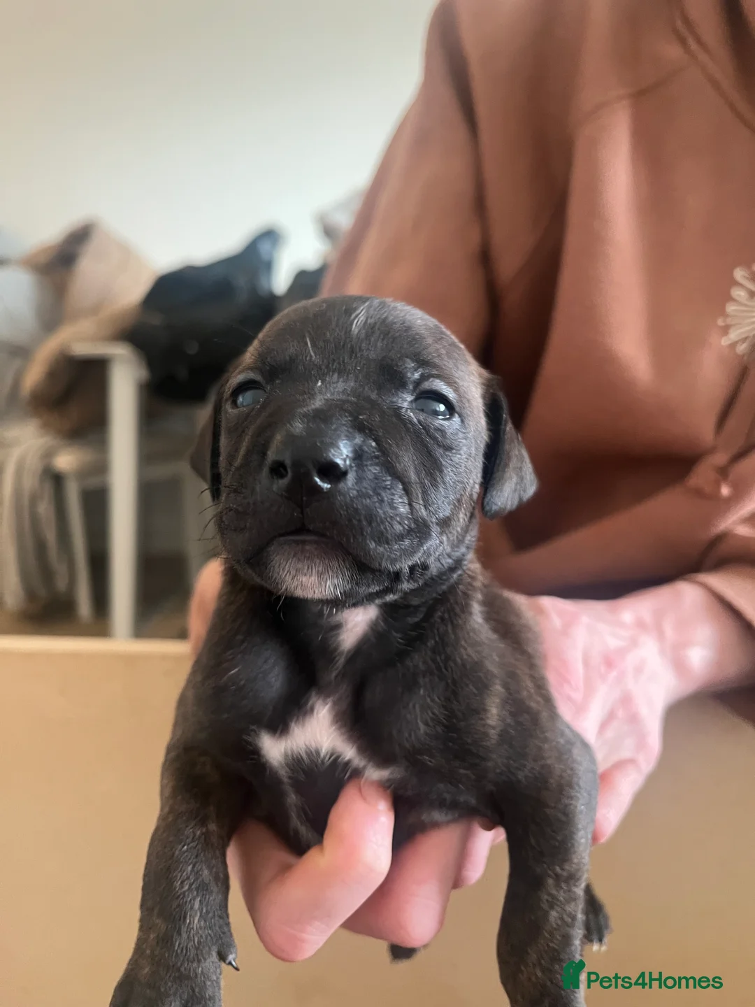 Mixed Breed dogs for sale: blue staff cross american bulldog  - Advert 21