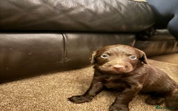 Cockapoo dogs for sale: Cockapoo Puppies F2 - Image 9