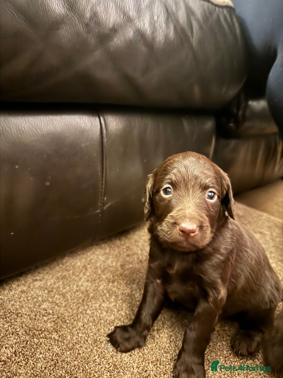 Cockapoo dogs for sale: Cockapoo Puppies F2 - Image 9