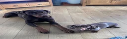 Dobermann dogs for stud: Lorcan (Lorcs) in Burton-on-Trent - Advert 7