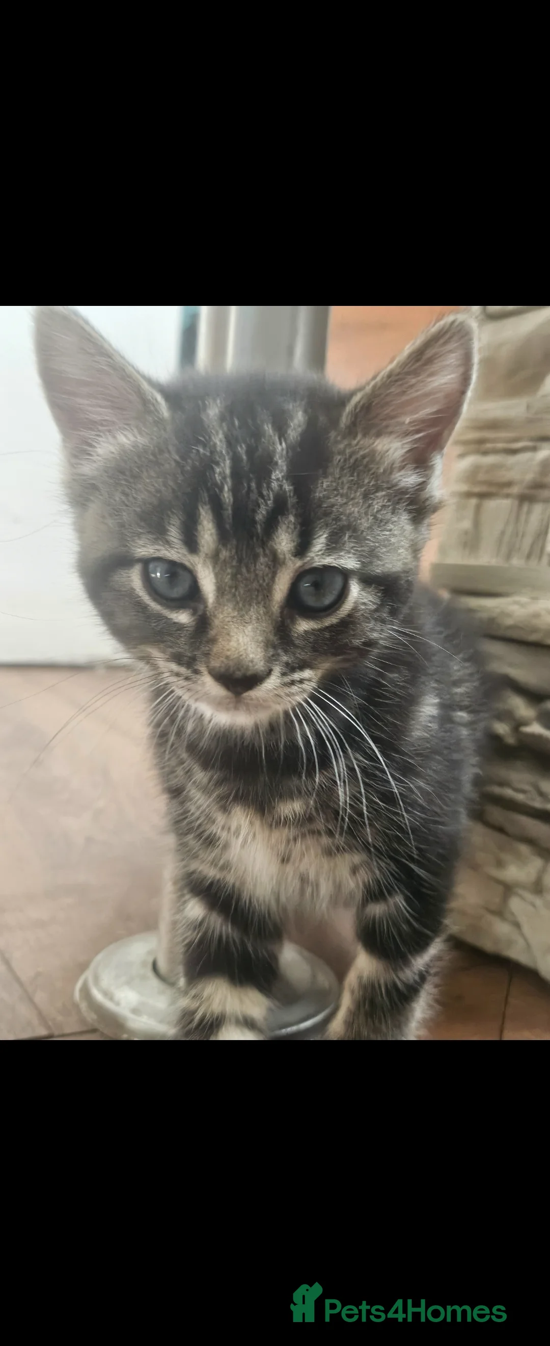 Mixed Breed cats for sale: Kittens for sale - Advert 1