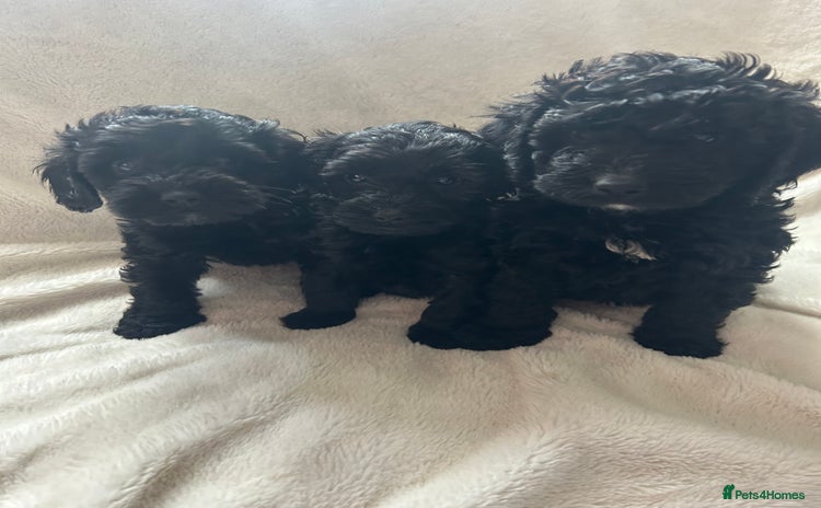Cockapoo dogs - Advert 3
