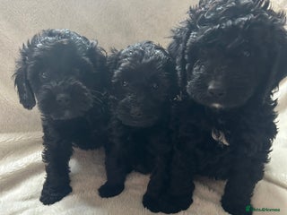 Cockapoo dogs - Advert 22