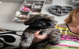 Lhasa Apso dogs for sale: Lhasa apso puppies 4 girls 💗2 boys 🩵 - Image 7