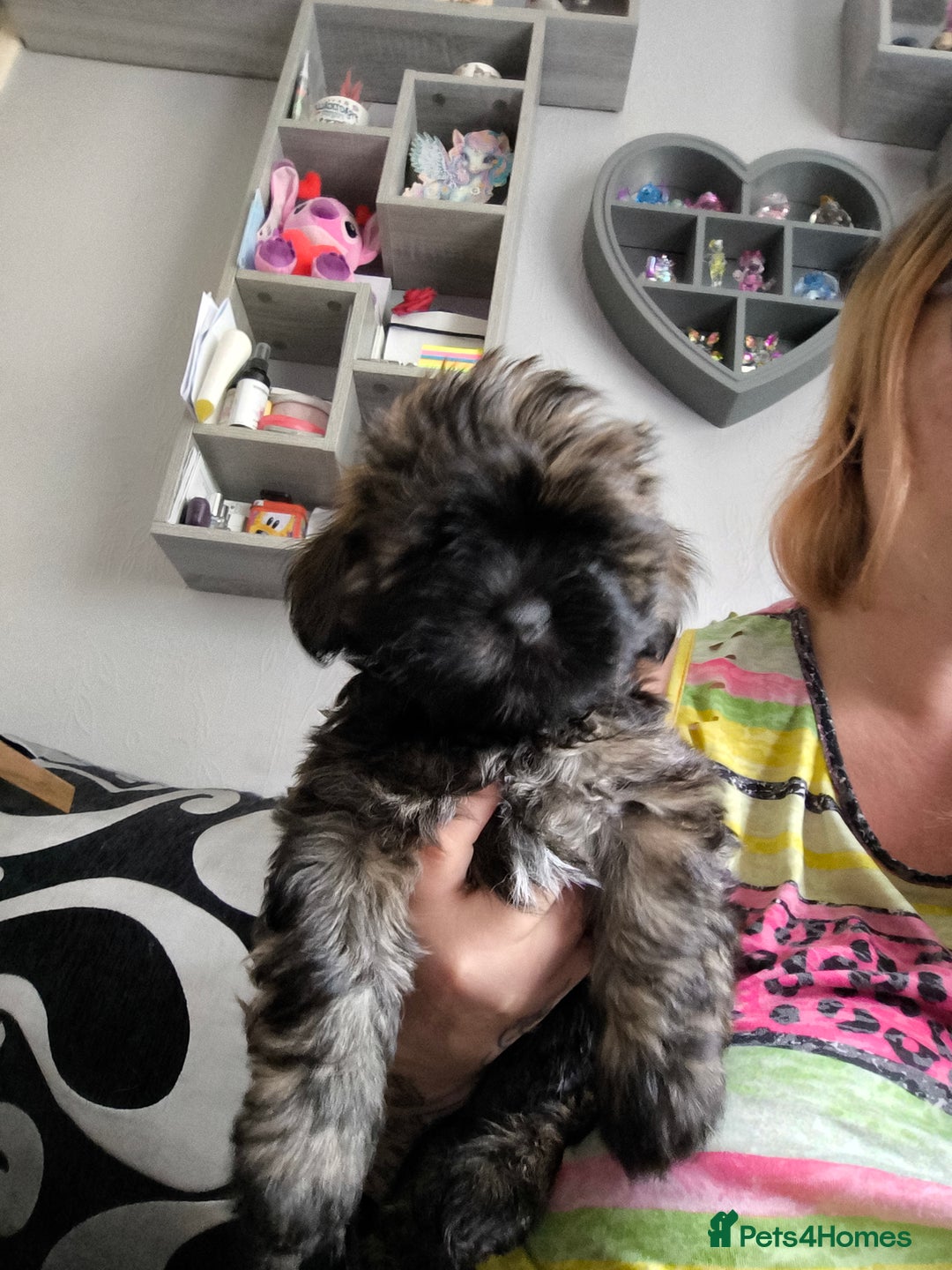 Lhasa Apso dogs for sale: Lhasa apso puppies 4 girls 💗2 boys 🩵 - Image 7