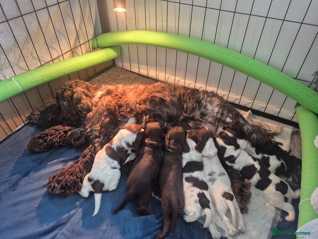 Cocker Spaniel dogs for sale: Cocker spaniel puppies  in Basingstoke - Advert 1