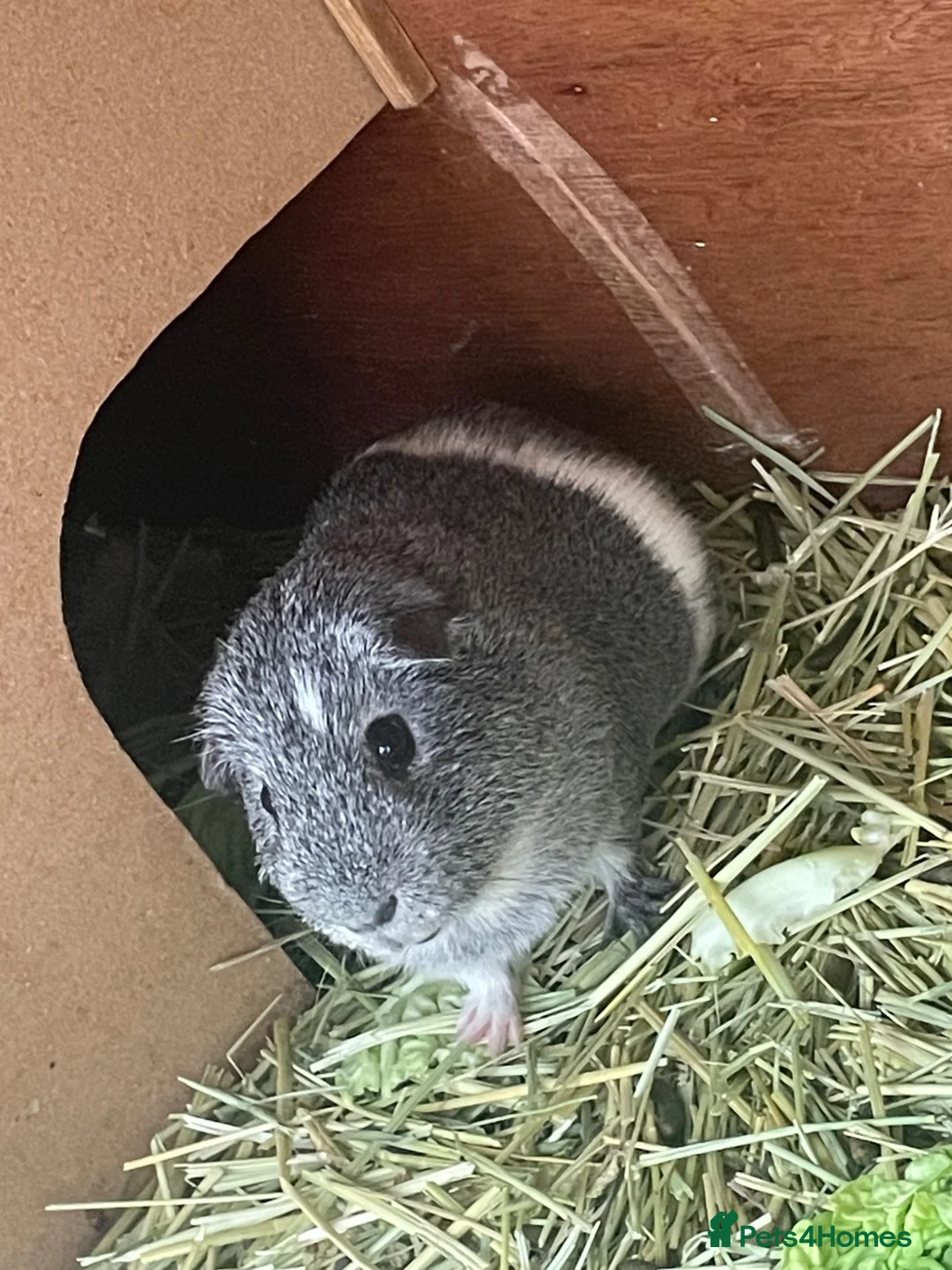 Guinea Pig rodents for sale: Guinea pig looking for new home.  - Advert 2