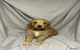 Cockapoo dogs for sale: Stunning F1 Cockapoo Puppies - PRA Clear Sire - Image 6