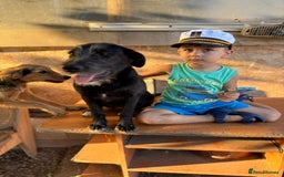 Mixed Breed dogs for adoption: LIA - a Beautiful young Girl, for a Loving Home - Image 2