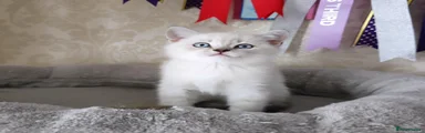 KALEL