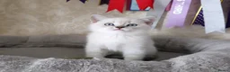 British Shorthair cats for sale: Beautiful Colourpointed Kittens - Advert 12