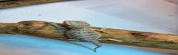 Bearded Dragon reptiles for sale: Baby Bearded Dragons. Visual Dunners & Hypos - Advert 9