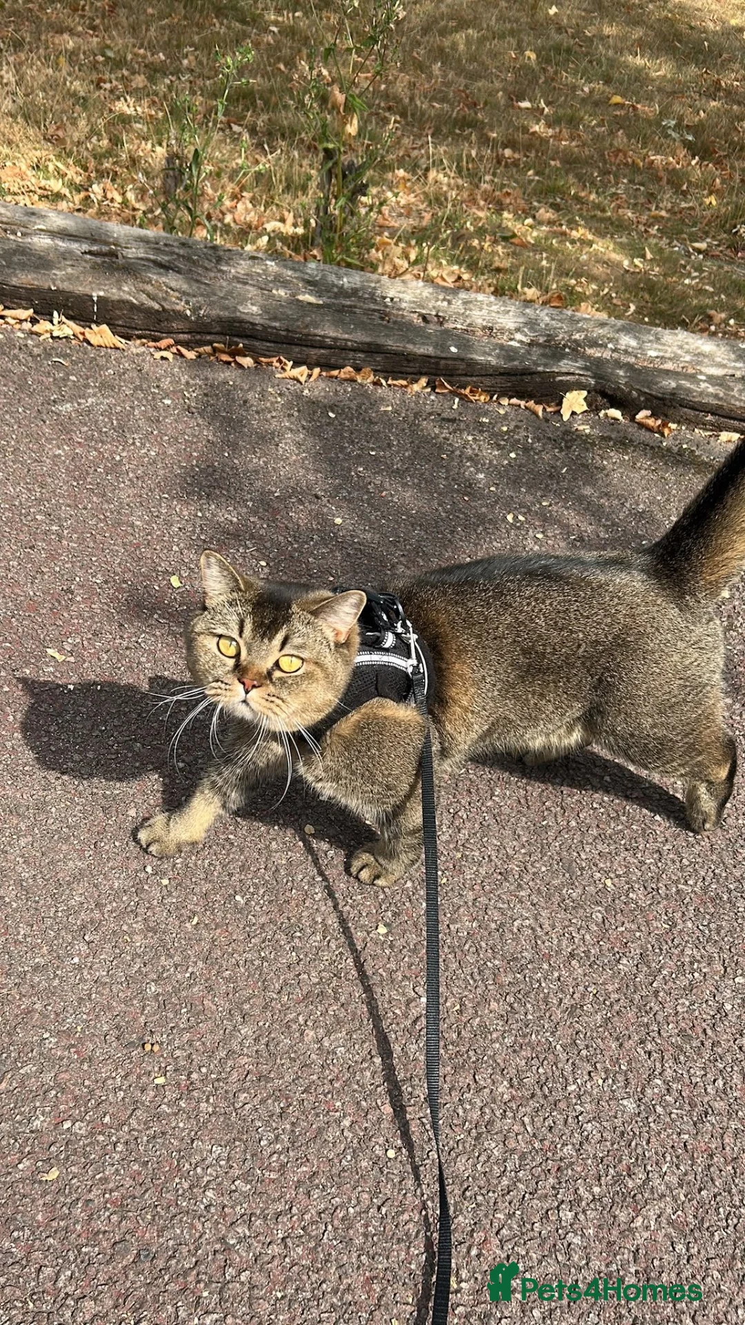 Mixed Breed cats for stud: Cat Available to stud  in London - Advert 2