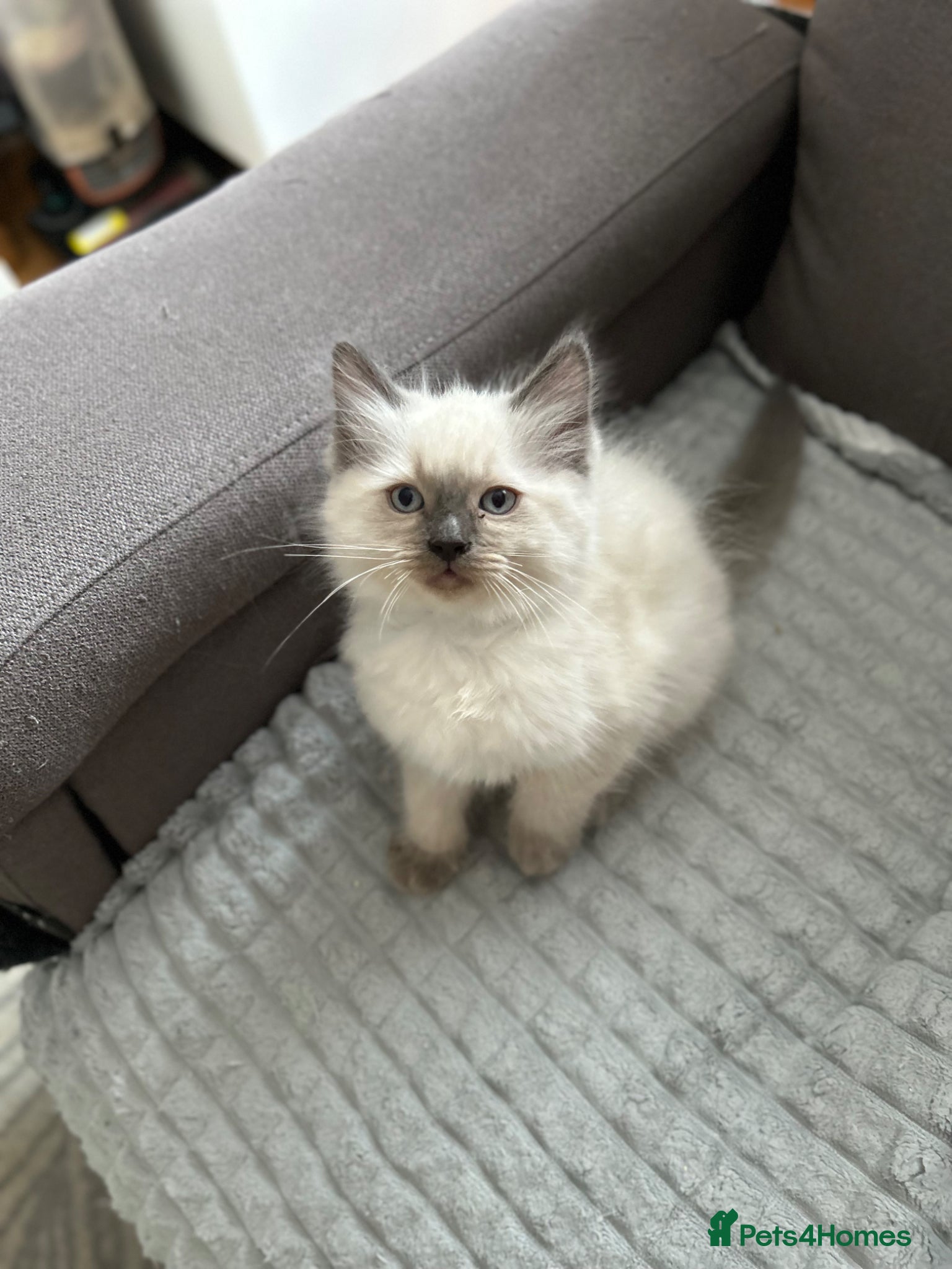 Ragdoll cats 😻4 Beautiful Purebred Ragdoll Kittens😻 - Advert 1