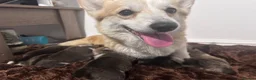 Welsh Corgi Pembroke dogs for sale: Beautiful Pembroke Welsh Corgi Puppies  in Chesterfield - Advert 2