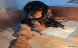 Cockapoo dogs for sale: 8 gorgeous Cockapoos  - Image 5