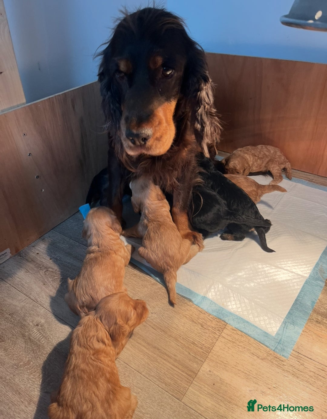 Cockapoo dogs for sale: 8 gorgeous Cockapoos  - Image 5
