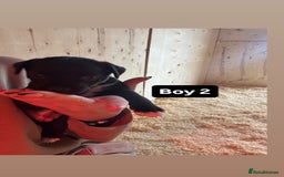 Patterdale Terrier dogs for sale: Patterdale terrier puppies  - Image 7