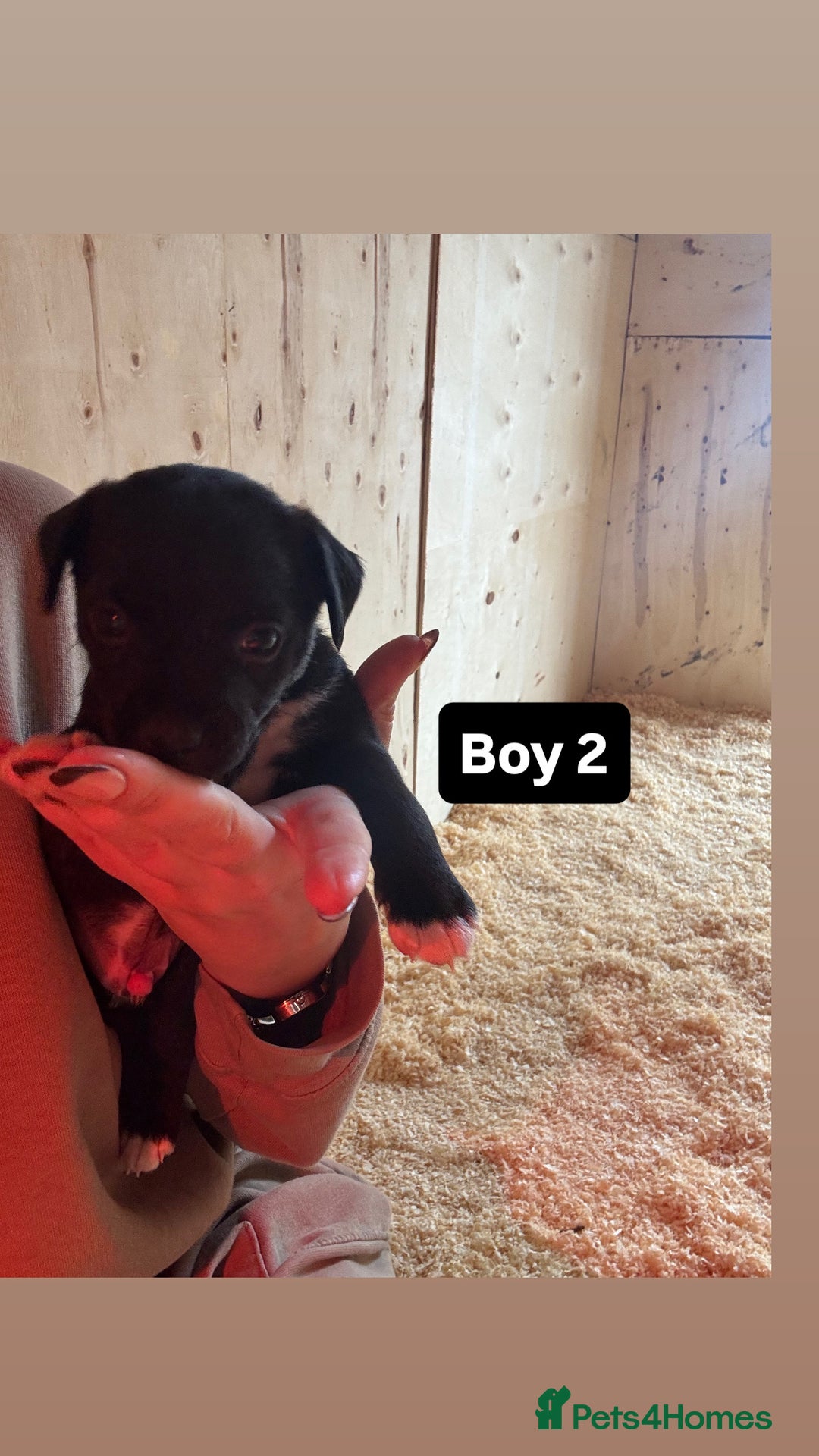 Patterdale Terrier dogs for sale: Patterdale terrier puppies  - Image 7