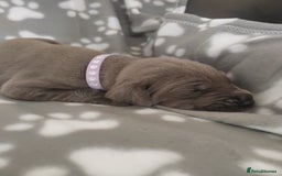 Great Dane dogs for sale: Beautiful KC registered Great Dane Puppies  - Image 15