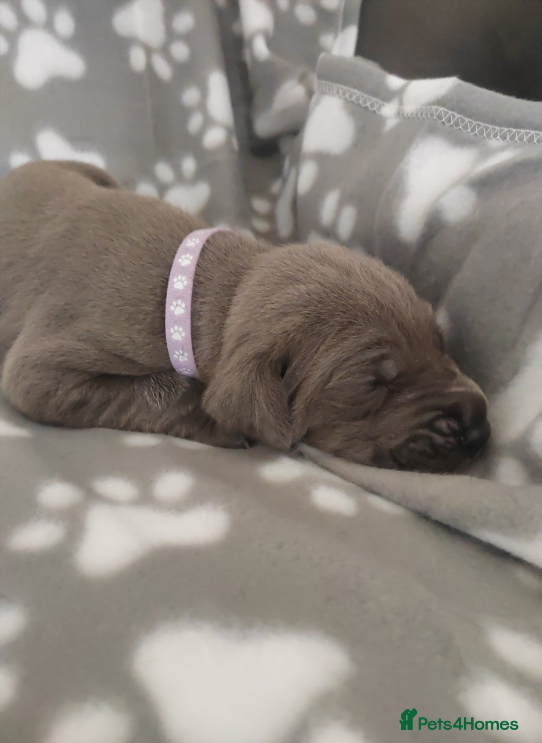 Great Dane dogs for sale: Beautiful KC registered Great Dane Puppies  - Image 15