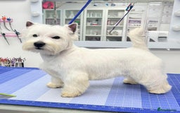 West Highland Terrier dogs for sale: West Highland Terriers show bloodlines - Image 16