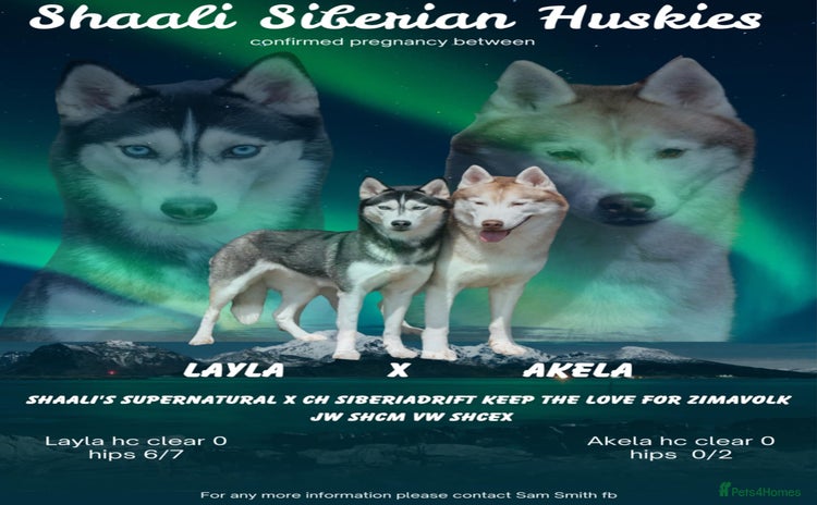 Siberian Husky dogs - Advert 8