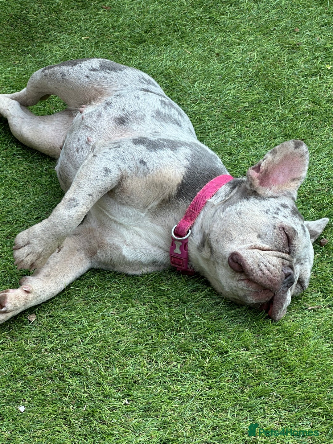French Bulldog dogs for sale: Merle French bulldog - Image 2