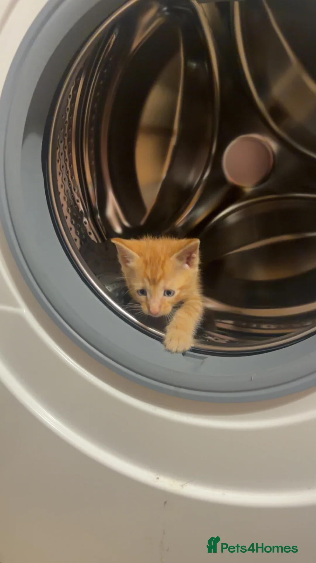 British Shorthair cats for sale: Gingy - Advert 4