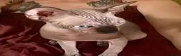 Sphynx cats for sale: Male sphynx - Advert 2
