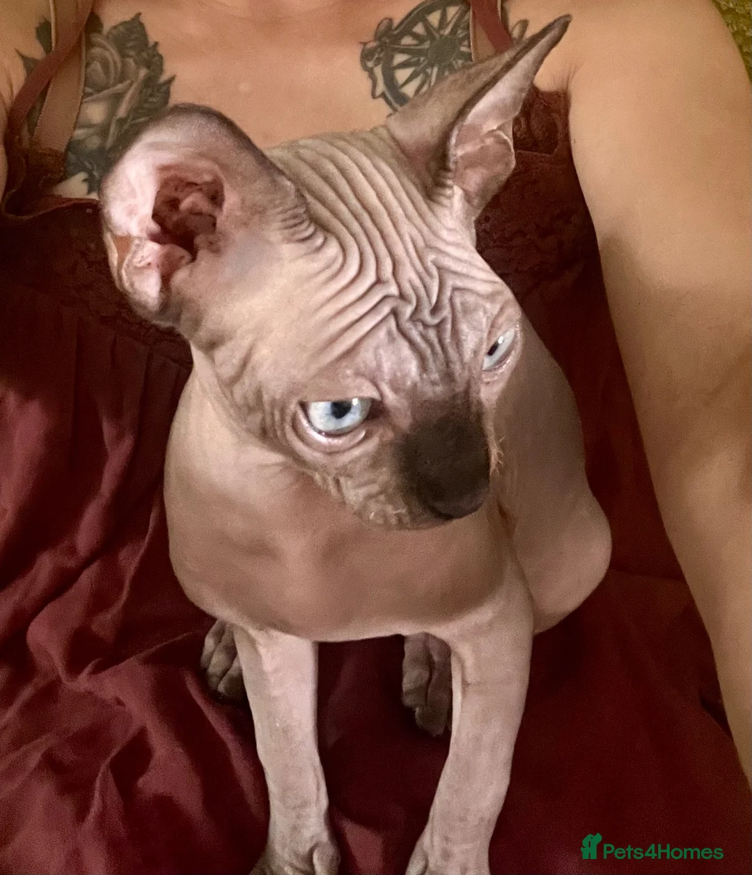Sphynx cats for sale: Male sphynx - Advert 2