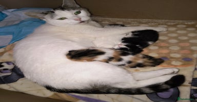 Mixed Breed cats - Advert 11