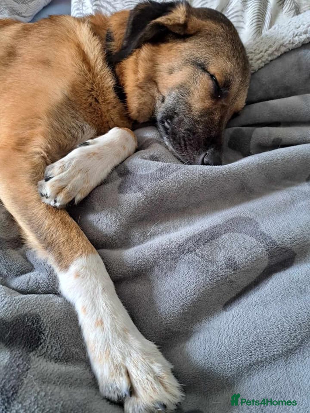 Mixed Breed dogs for adoption: Levi - Norwich Norfolk  - Image 22