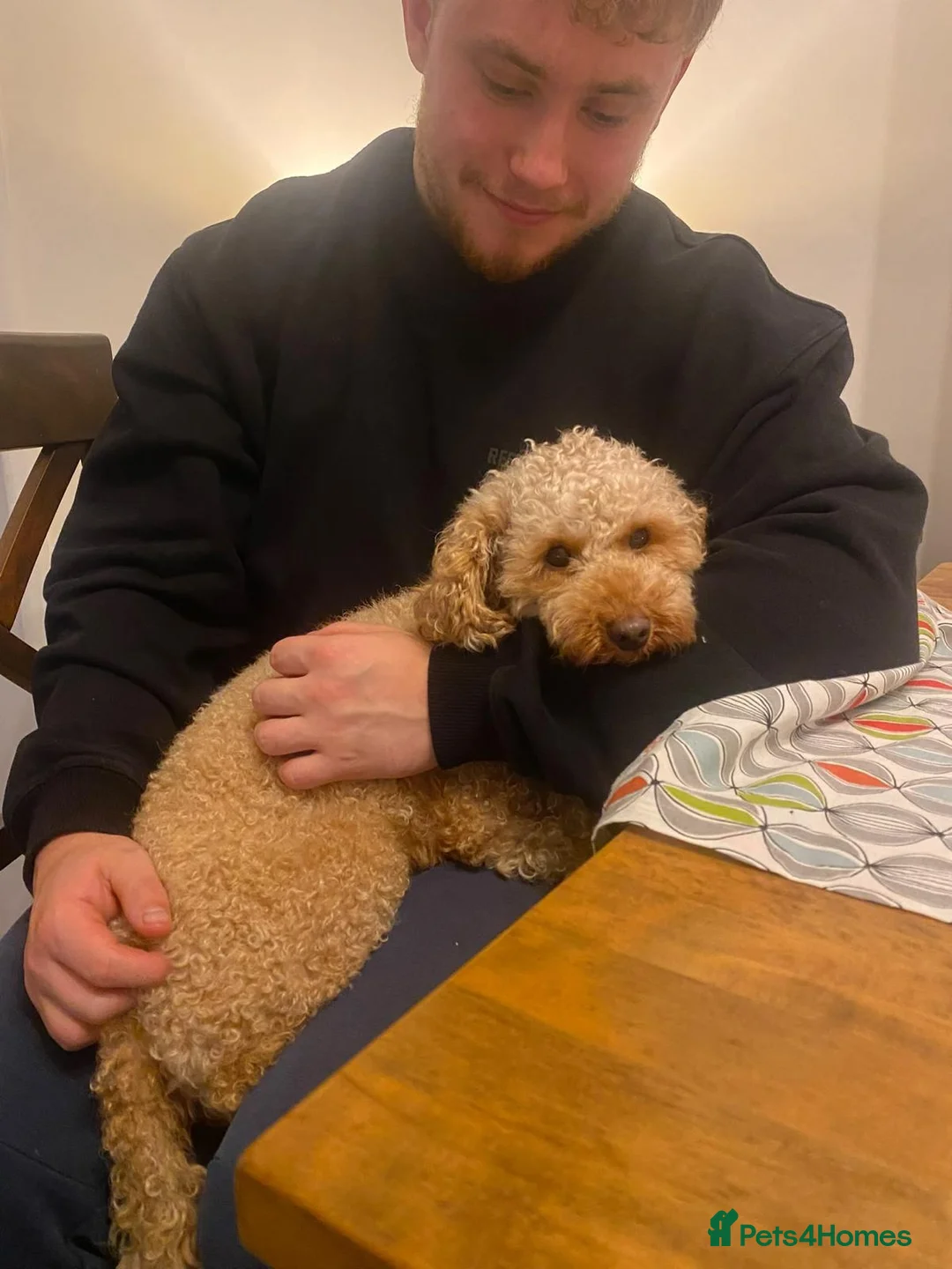 Cavapoo dogs for sale: ADORABLE F1b CAVAPOO PUPPIES FOR THEIR 4EVA HOMES  in Lancaster - Advert 1