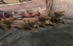 Chihuahua dogs for sale: Stunning Chocolate Chihuahua Puppies 🐶 - Image 2