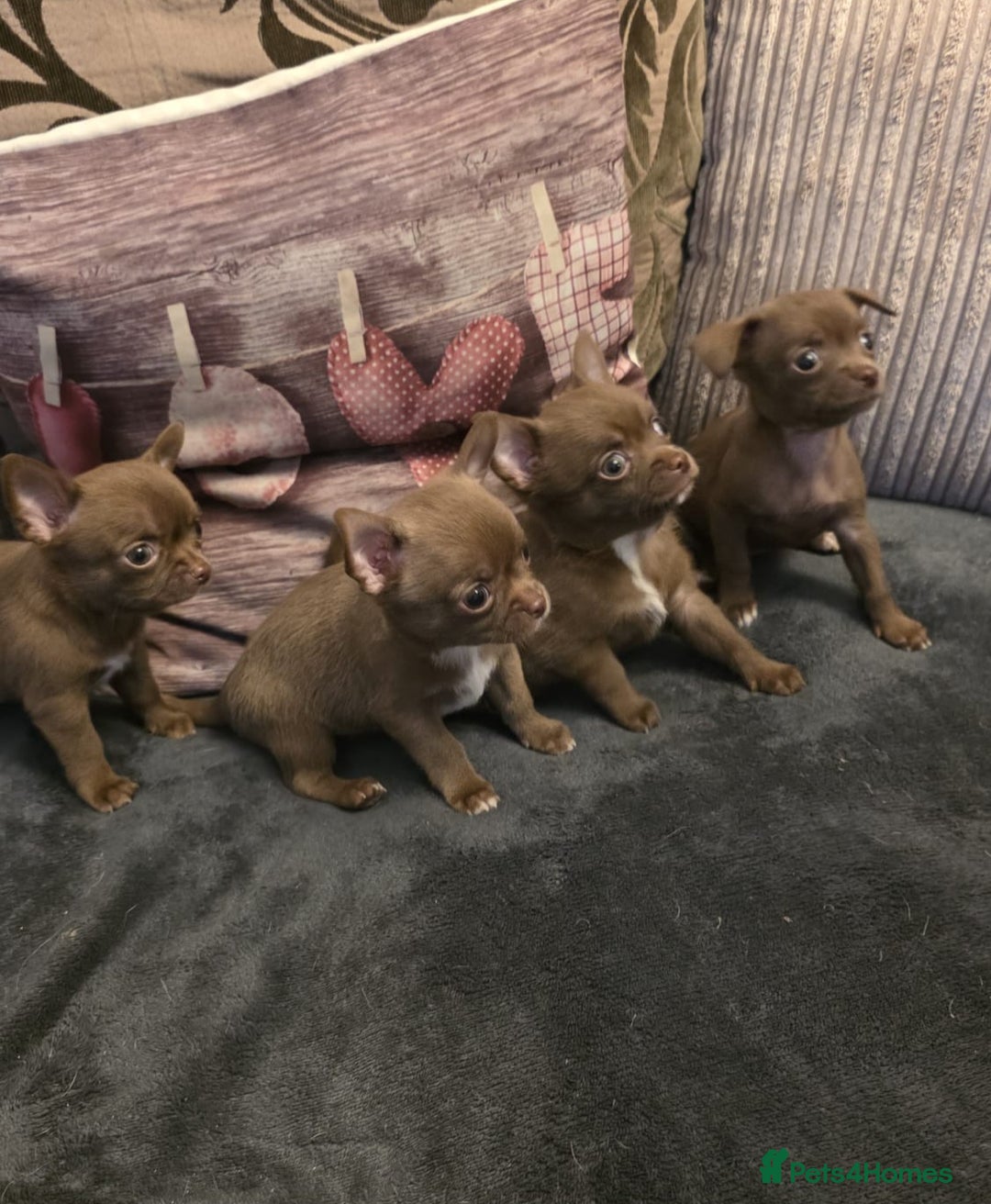 Chihuahua dogs for sale: Stunning Chocolate Chihuahua Puppies 🐶 - Image 2