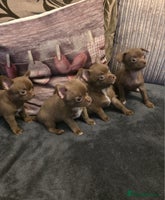 Chihuahua dogs - Advert 3