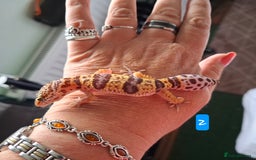 Gecko reptiles for sale: Leopard gecko babies - Image 6