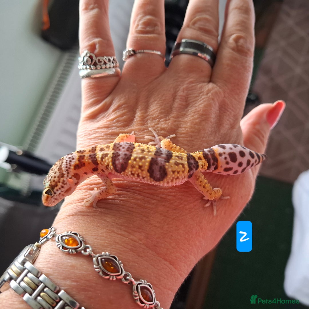 Gecko reptiles for sale: Leopard gecko babies - Image 6