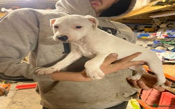 Jack Russell dogs for sale: 2 male jack russel puppies  - Image 4