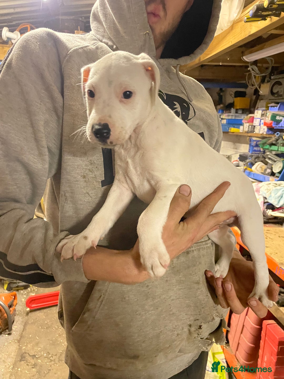 Jack Russell dogs for sale: 2 male jack russel puppies  - Image 4