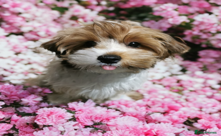 Yorkshire Terrier dogs - Advert 1