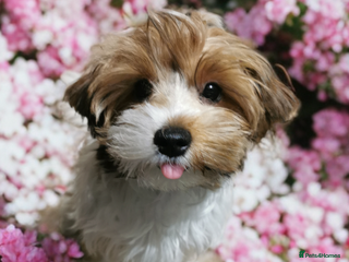 Yorkshire Terrier dogs - Advert 2